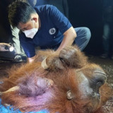 Petugas Selamatkan Raya dan Rayu yang Terjebak Diatas Pohon Ditengah Hutan Terbakar