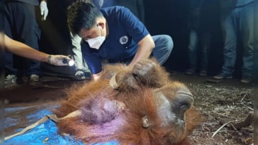 Petugas Selamatkan Raya dan Rayu yang Terjebak Diatas Pohon Ditengah Hutan Terbakar