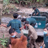5 Orangutan Hasil Penyelamatan di Riau-Sumut, Direhabilitasi oleh BKSDA Jambi