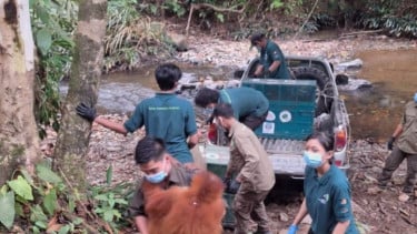 5 Orangutan Hasil Penyelamatan di Riau-Sumut, Direhabilitasi oleh BKSDA Jambi