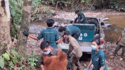 5 Orangutan Hasil Penyelamatan di Riau-Sumut, Direhabilitasi oleh BKSDA Jambi