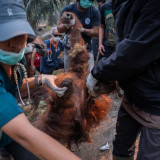 DPR Sentil Kemenhut Buntut Orang Utan di Kalimantan Mati Gegara Hirup Asap Karhutla