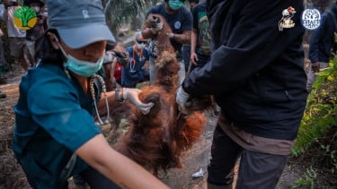 DPR Sentil Kemenhut Buntut Orang Utan di Kalimantan Mati Gegara Hirup Asap Karhutla