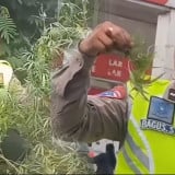 Berawal dari Amankan Kecelakaan di SPBU Mulawari Karo, Polisi Malah Temukan Ganja dalam Tas Korban