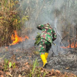Karhutla Hanguskan 31,66 Hektare di Jalan Pondok Belanda Penajam, Tim Gabungan Lakukan Pendinginan