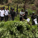 Ribuan Pohon Ganja Diamankan Satgas Swasembada Yonif 734/SNS dan Tim Gabungan TNI-Polri