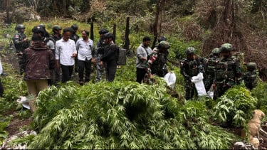 Ribuan Pohon Ganja Diamankan Satgas Swasembada Yonif 734/SNS dan Tim Gabungan TNI-Polri