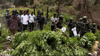 Ribuan Pohon Ganja Diamankan Satgas Swasembada Yonif 734/SNS dan Tim Gabungan TNI-Polri