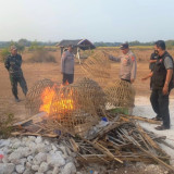 Judi Sabung Ayam di Sidayu Gresik Digerebek Polisi, Kurungan Ayam Dibakar