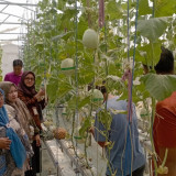 Lahan BUMDes Disulap Jadi Wisata Petik Melon, 3 Bulan Sekali Panen 400 Buah