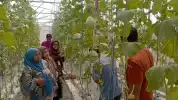 Lahan BUMDes Disulap Jadi Wisata Petik Melon, 3 Bulan Sekali Panen 400 Buah