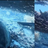 Viral Penyu Raja Ampat Dipanah dan Diduga Dimakan, WNA China Diamankan Sebelum Terbang ke Malaysia