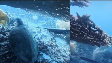 Viral Penyu Raja Ampat Dipanah dan Diduga Dimakan, WNA China Diamankan Sebelum Terbang ke Malaysia