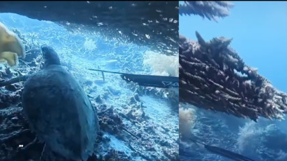 Viral Penyu Raja Ampat Dipanah dan Diduga Dimakan, WNA China Diamankan Sebelum Terbang ke Malaysia
