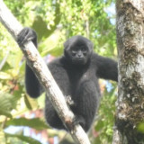 Darurat Ekologi Mentawai! Populasi Bilo Klos Gibbon Turun 42 Persen Sisa 11.900 Ekor