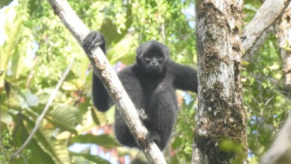 Darurat Ekologi Mentawai! Populasi Bilo Klos Gibbon Turun 42 Persen Sisa 11.900 Ekor
