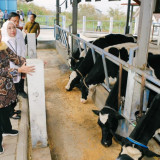 Gubernur Khofifah Dorong UPT PT dan HMT Batu Jadi Penggerak Sapi Perah Jatim