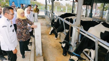 Gubernur Khofifah Dorong UPT PT dan HMT Batu Jadi Penggerak Sapi Perah Jatim