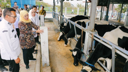 Gubernur Khofifah Dorong UPT PT dan HMT Batu Jadi Penggerak Sapi Perah Jatim