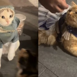 Viral Kucing Berkostum di Tunjungan Terlihat Lemas, Pemilik Bantah Diberi Obat Tidur