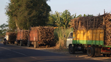 Serapan Tebu Petani Terjaga di Tengah Musim Panen Raya, PG Ngadiredjo Pastikan Proses Giling Berjalan
