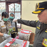 Petugas Karantina Gagalkan Penyelundupan 17 Ular Papua di Bawa Ranjang KM Sinabung