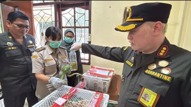 Petugas Karantina Gagalkan Penyelundupan 17 Ular Papua di Bawa Ranjang KM Sinabung