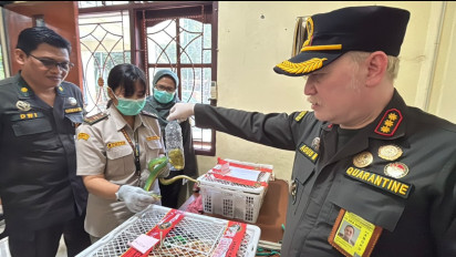 Petugas Karantina Gagalkan Penyelundupan 17 Ular Papua di Bawa Ranjang KM Sinabung