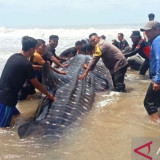 Usai Gagal Dievakuasi Hiu Bintang Raksasa yang Terdampar di Aceh Akhirnya Mati