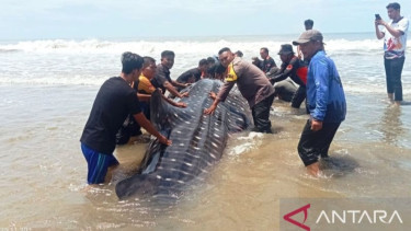 Usai Gagal Dievakuasi Hiu Bintang Raksasa yang Terdampar di Aceh Akhirnya Mati