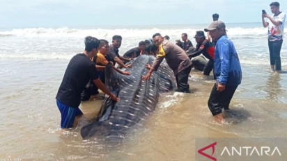 Usai Gagal Dievakuasi Hiu Bintang Raksasa yang Terdampar di Aceh Akhirnya Mati