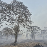 Kemenhut Perkuat Pengendalian Karhutla di Kalsel dan Sumsel, Hotspot Nasional ada 331 Titik