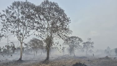 Kemenhut Perkuat Pengendalian Karhutla di Kalsel dan Sumsel, Hotspot Nasional ada 331 Titik