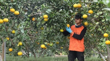 Gandeng Ratusan Petani, Koperasi Pesantren di Bandung Bawa Produk Pertanian Tembus Pasar Modern