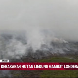 Karhutla TNBS Jambi Mendekati Habitat Harimau Sumatera