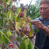 Ketika Sinyal Membawa Kopi Pinogu Keluar Rimba
