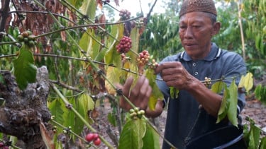 Ketika Sinyal Membawa Kopi Pinogu Keluar Rimba