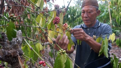 Ketika Sinyal Membawa Kopi Pinogu Keluar Rimba