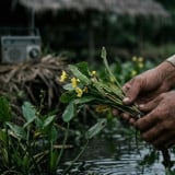 Kok Bisa Sayur Genjer Identik dengan G30S/PKI? Ternyata Berawal dari Lagu “Gendjer-gendjer”