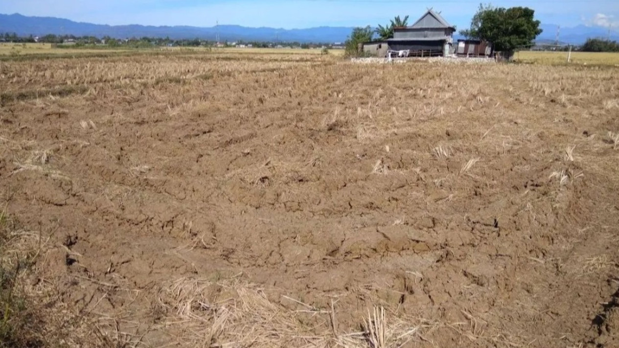 Musim Hujan Mundur, BMKG Beri Peringatan: El Nino Diprediksi Bertahan Sampai Awal 2027
            - galeri foto