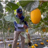 Lahan Kurang Produktif di Jombang Disulap Jadi Greenhouse Melon Premium