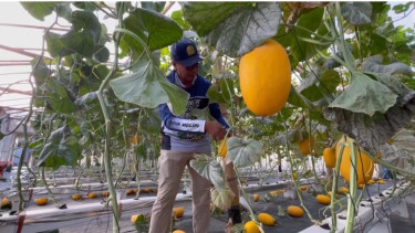 Lahan Kurang Produktif di Jombang Disulap Jadi Greenhouse Melon Premium