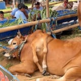 Heboh di Kontes Sapi Piala Presiden, Hewan Ras Madura Berkaki Enam Ini Curi Perhatian, Pemilik Buka Suara