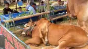 Heboh di Kontes Sapi Piala Presiden, Hewan Ras Madura Berkaki Enam Ini Curi Perhatian, Pemilik Buka Suara
