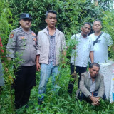 Polisi Temukan 12 Batang Ganja di Ladang Warga, Seorang Pria Diamankan