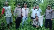 Polisi Temukan 12 Batang Ganja di Ladang Warga, Seorang Pria Diamankan
