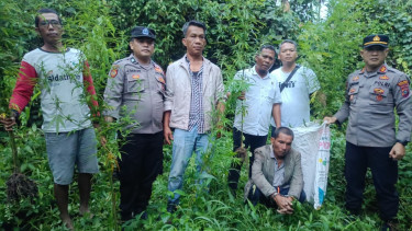 Polisi Temukan 12 Batang Ganja di Ladang Warga, Seorang Pria Diamankan