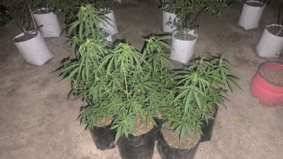 Disangka Rawat Cabai Ternyata Tanam Ganja, Aksi Licik Dua Pemuda di Tasikmalaya Terancam Bui Seumur Hidup