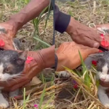 Viral Ritual Memandikan Kucing di Jombang, Tradisi Turun-temurun untuk Meminta Hujan saat Kemarau