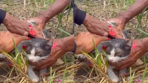 Viral Ritual Memandikan Kucing di Jombang, Tradisi Turun-temurun untuk Meminta Hujan saat Kemarau